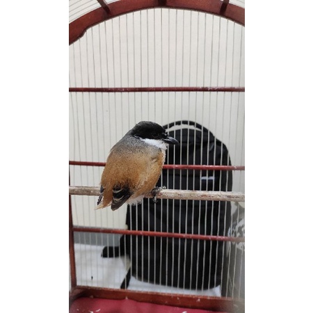 burung pentet atau cendet