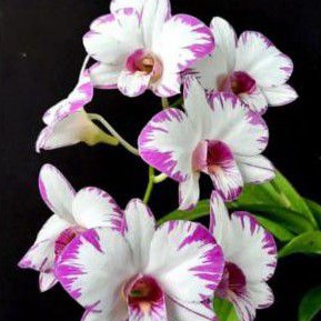 ANGGREK DENDRO ENOBI SPLASH KNOP(JENIS TANAMAN MINI)