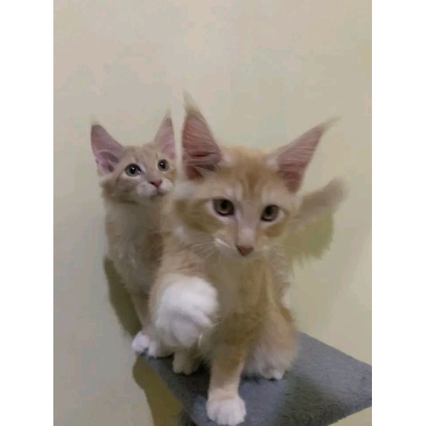 kucing kitten mainecoon