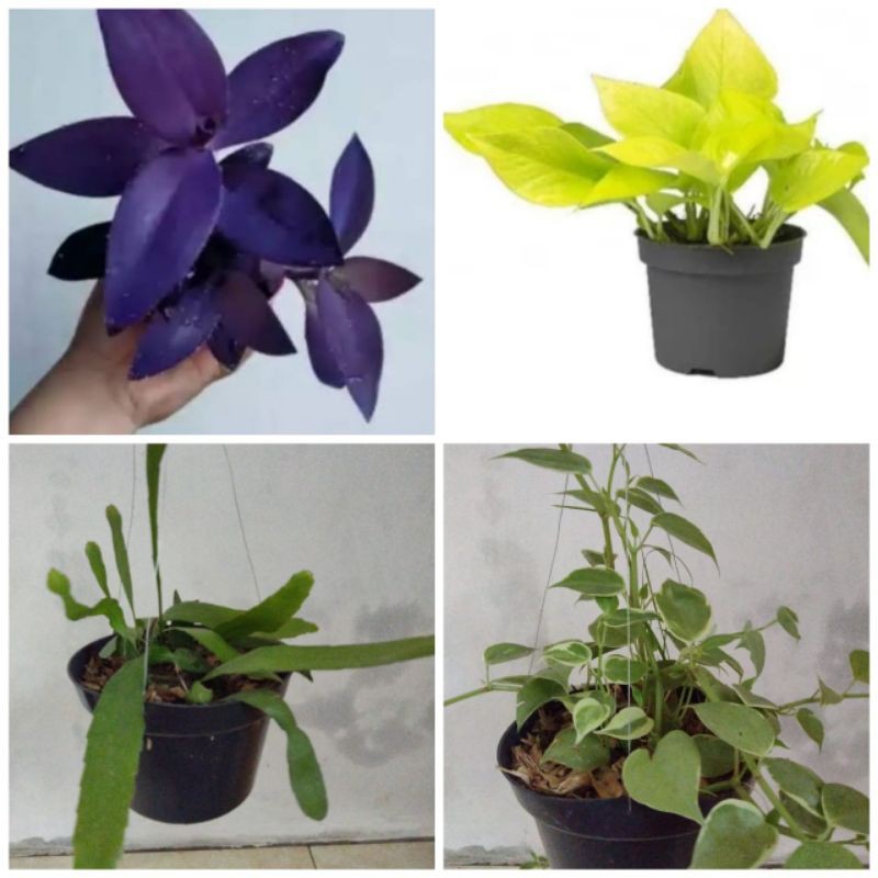 4 paket bunga hias wijaya kusuma,sirih gading kuning,teplan,adam hawa ungu