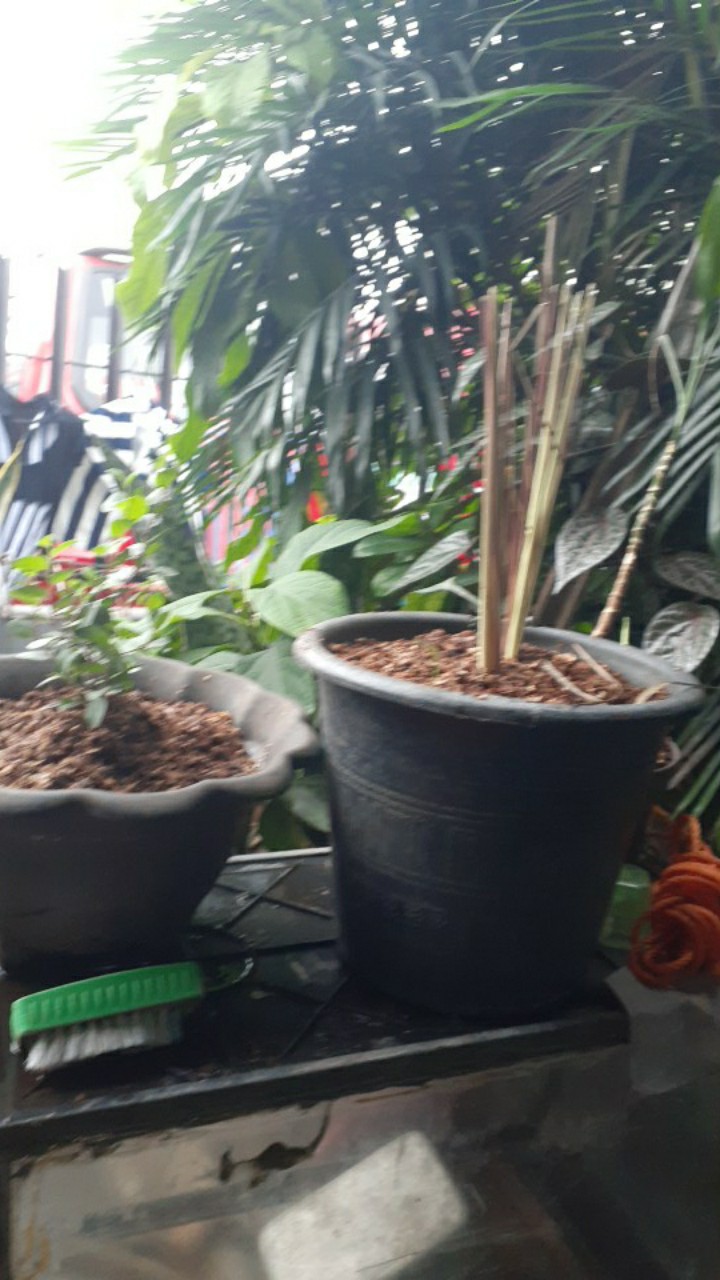 Pohon Sereh Merah