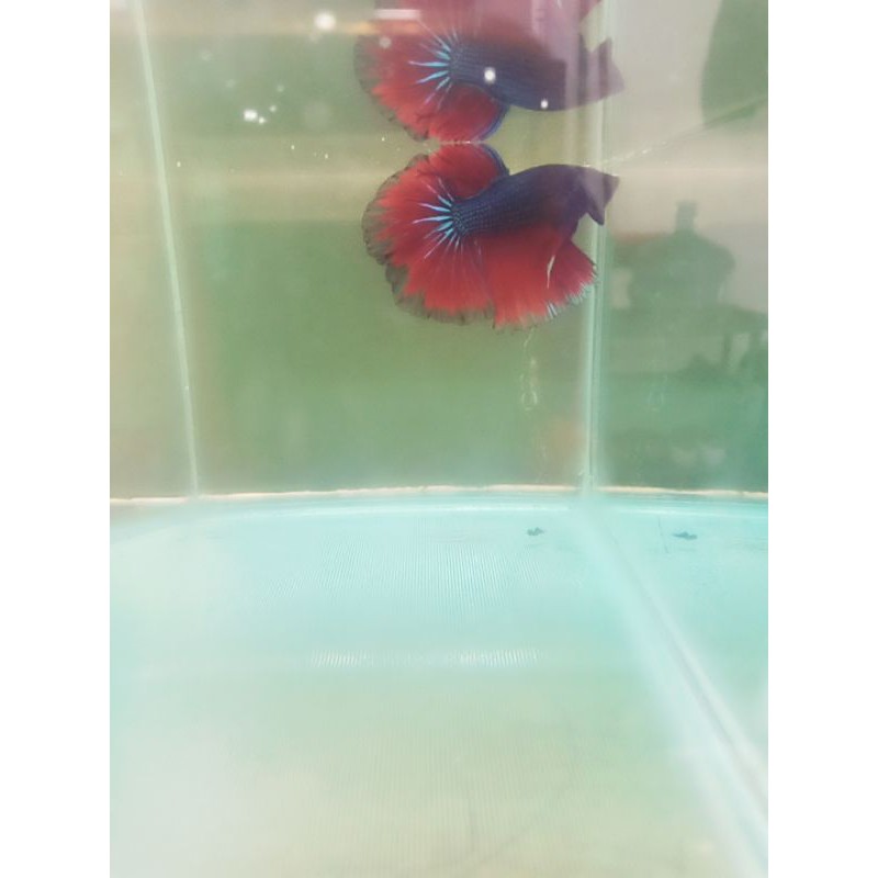 Ikan Cupang halfmoon