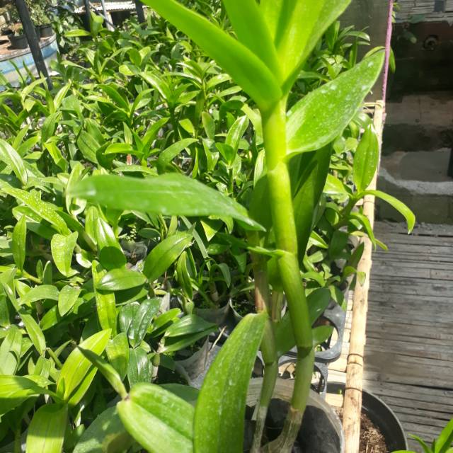 anggrek dendro dewasa besar