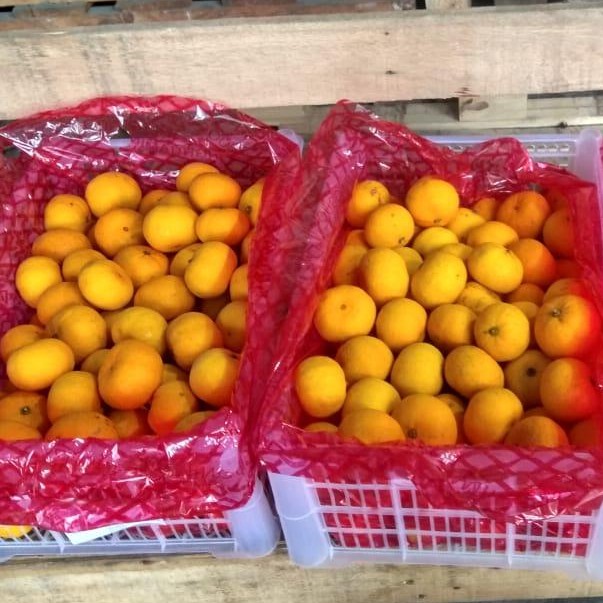 

FRESH JERUK MANDARIN NANFENG CHINA