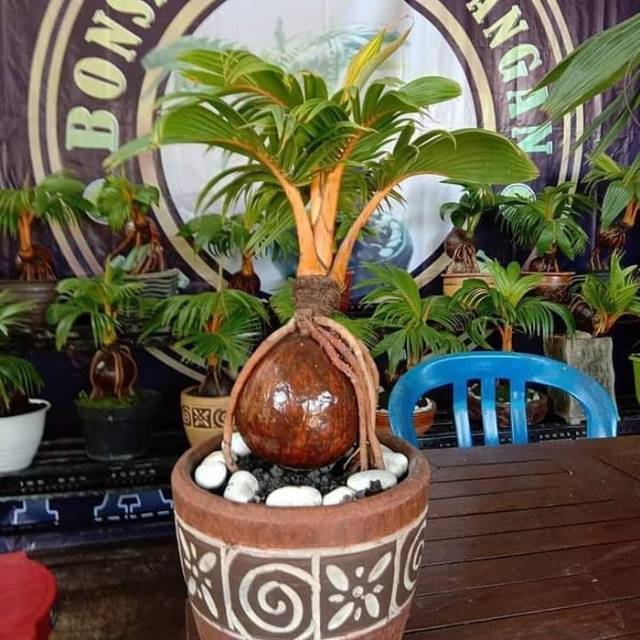 Bahan Bonsai Kelapa Gading Oren Gading Susu Shopee Indonesia