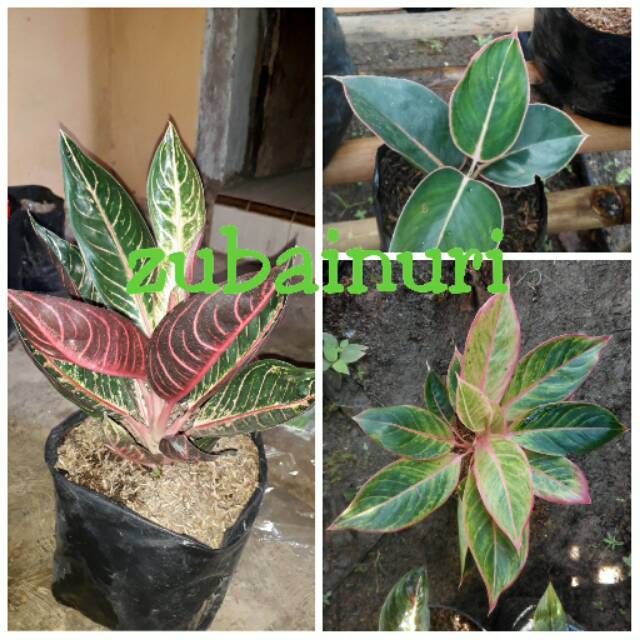 Bibit bunga aglonema paket 10 batang(red sumatra 2,lipstik klasik 4,lipstik panama 4)