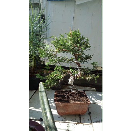 Bonsai cemara sinensis biru / juniperus chinensis  blue siap pajang dan contes