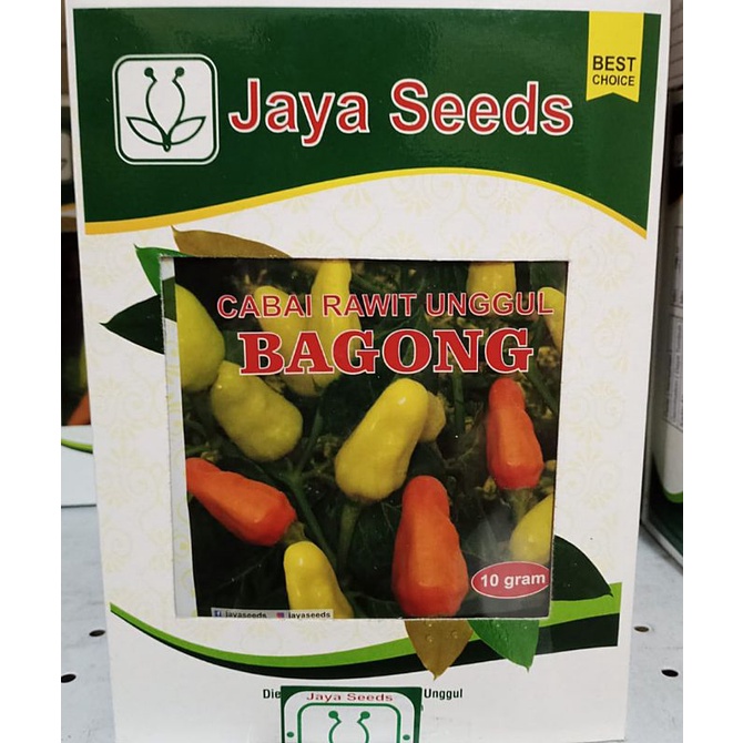 Benih Bibit Cabe Rawit Putih BAGONG/10Gr