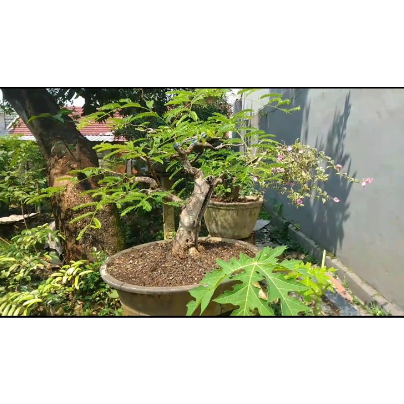 Bonsai Pohon Asem