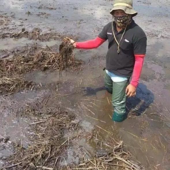 Bagus Sepatu Boots Pria Karet Sawah Petani Mancing Peternak Kebun - Hijau, 40 Murah