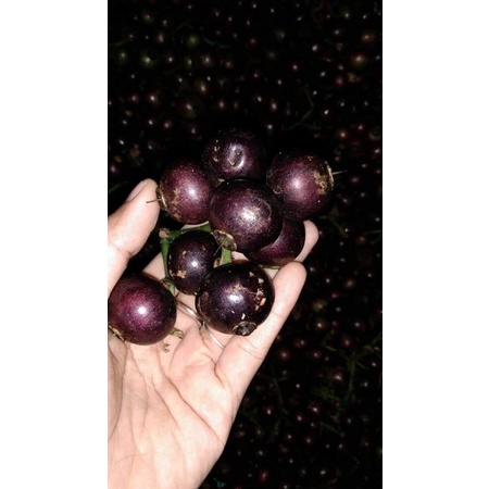 

Buah Gowok Buah Kupa Segar 1kg