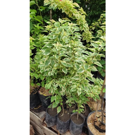 bougenville singapore merah fanta varigata