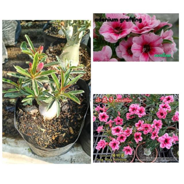 Adenium Grafting "Swallow" Size B+