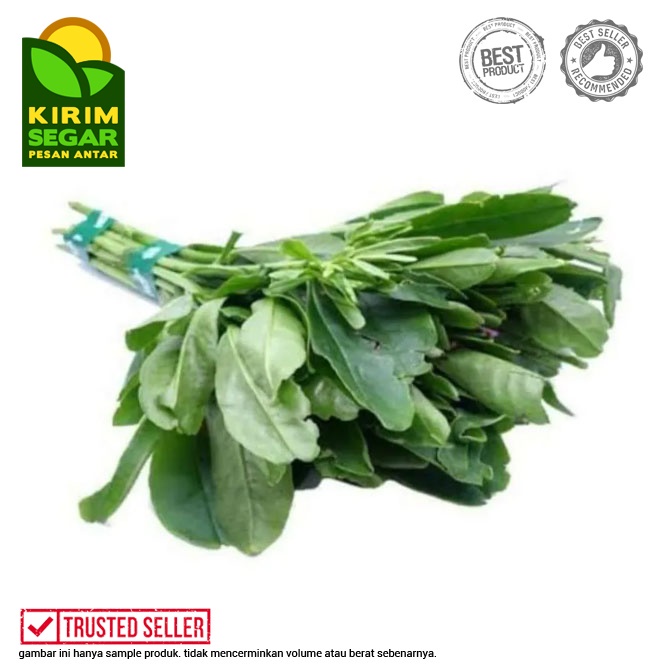 

Daun Gingseng / Ginseng Daun Segar / Ginseng Leaf / Pack / Ikat