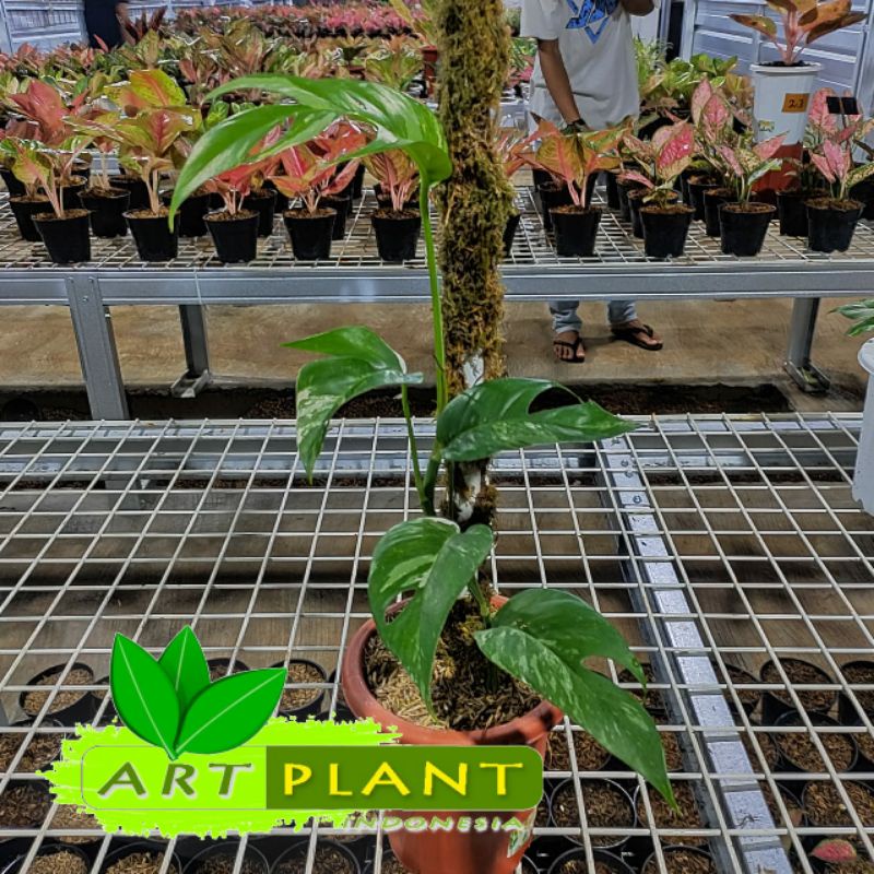 epipremnum pinnatum variegata