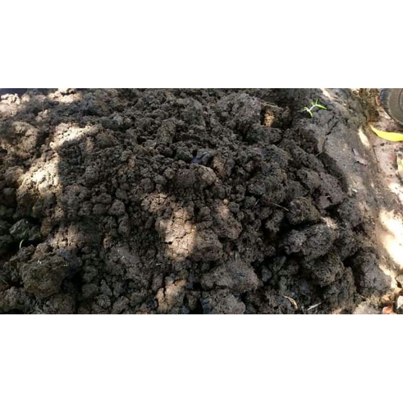 Pupuk Kandang Kotoran Sapi Pupuk Buah Buahan Sayuran Aman