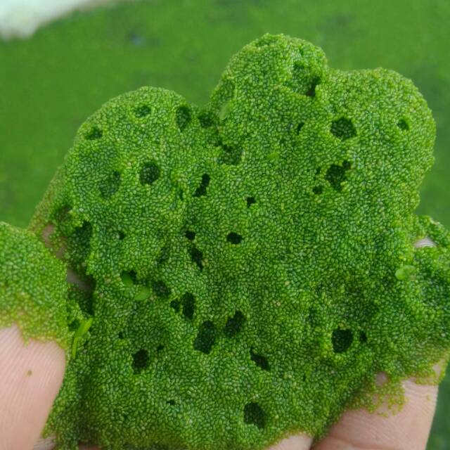 Promo akhir tahun Wolffia super 1 kg