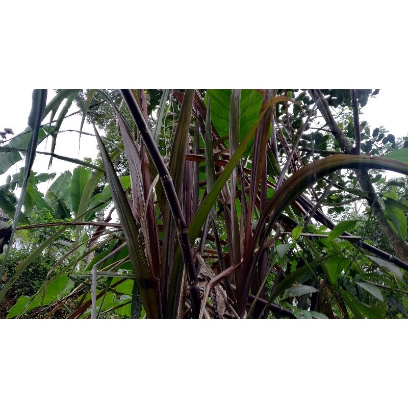 Tebu Hitam / Tebu Ireng