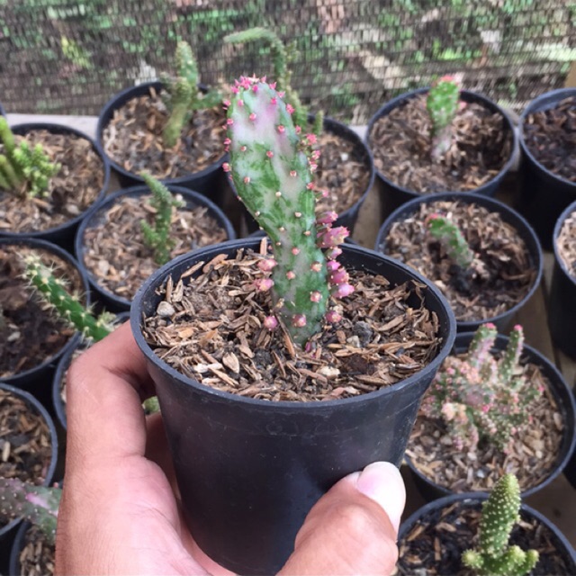 Kaktus Opuntia Monacanta Green Variegata Pot  8cm Shopee 