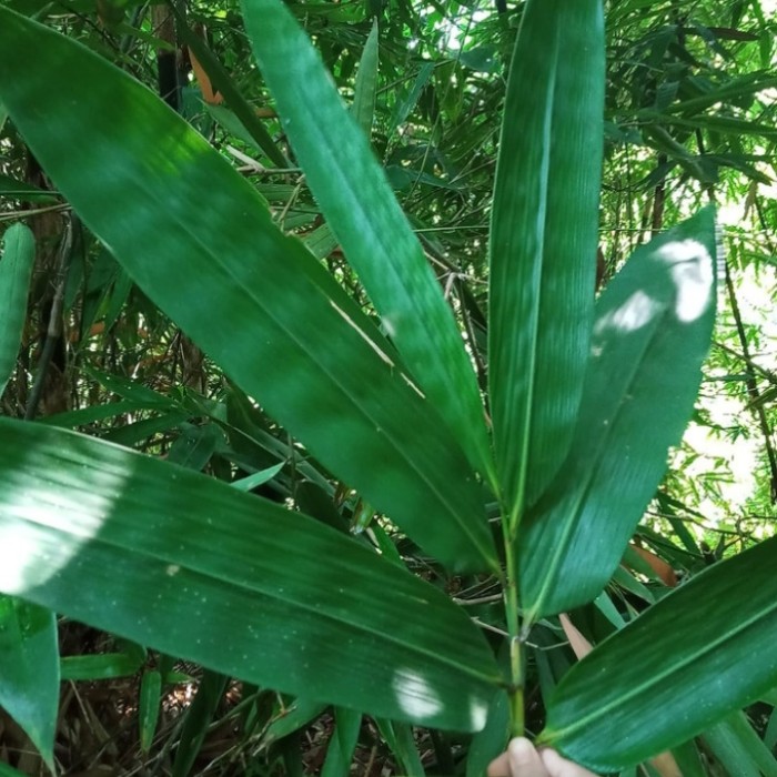 

Daun Bambu Segar Besar Untuk Bungkus Bacang /Bakcang Kemasan 1 kg