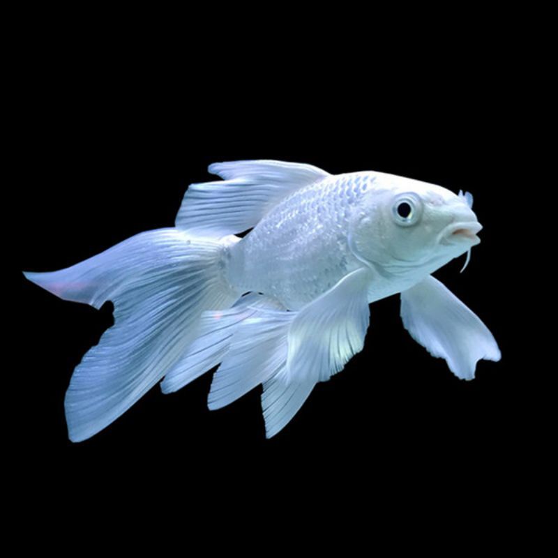 benih ikan koi sleyer Kunpay size 4-7cm berkualitas