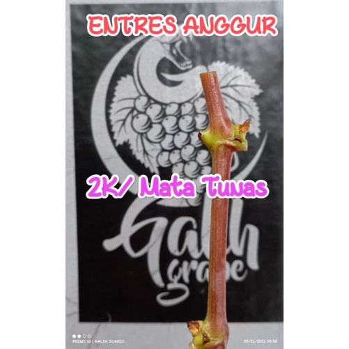 entres anggur import jupiter / akademik / livia / gozv / transfigurasi tamaki basanti arra34