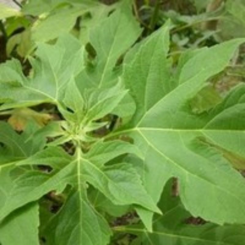 Daun Insulin Segar obat diabetes