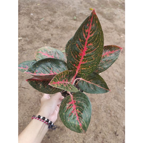 Aglaonema Adelia