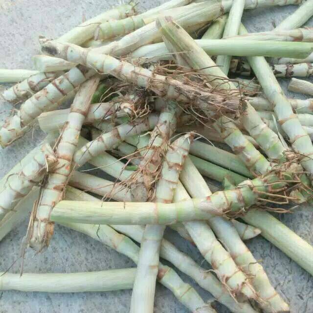 BENIH RUMPUT ODOT PERSETEK