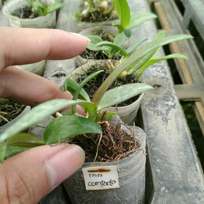 PROMO seedling anggrek dendrobium bibit - Paket 6 bunga anggrek murah