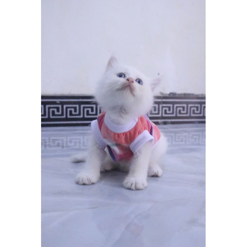 Kaos rumahan kotak-kotak pelangi untuk kucing dan anjing / baju kucing murah size S-XL