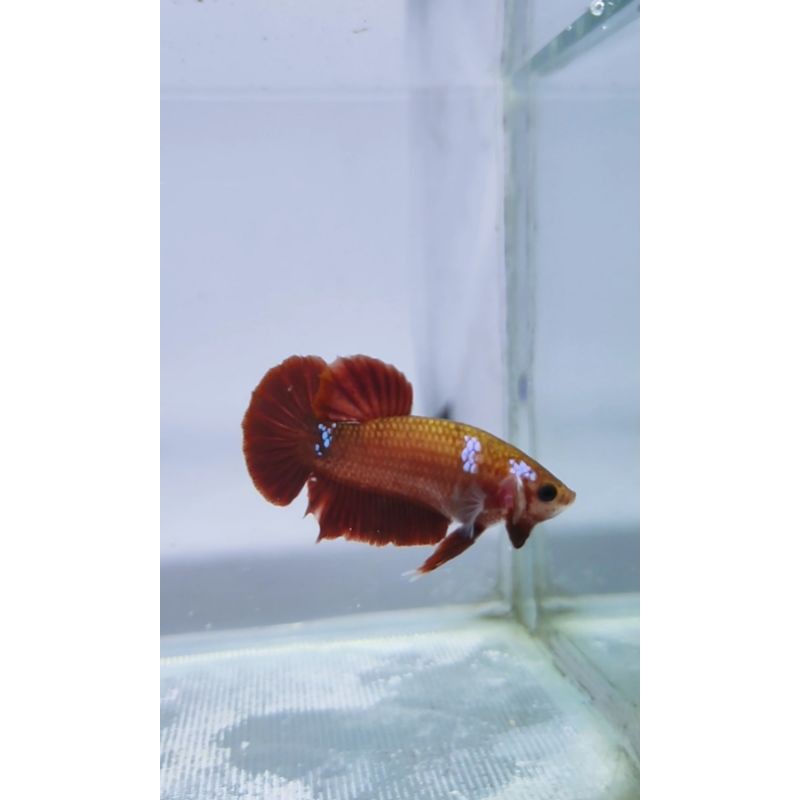 ikan cupang hellboy bold masking unik