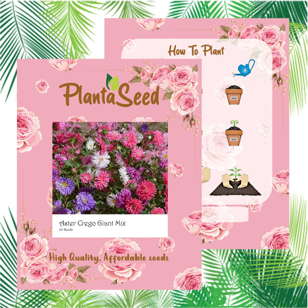 PlantaSeed - 20 Seeds - Aster Crego Giant Mix Biji Bunga - PAS0211
