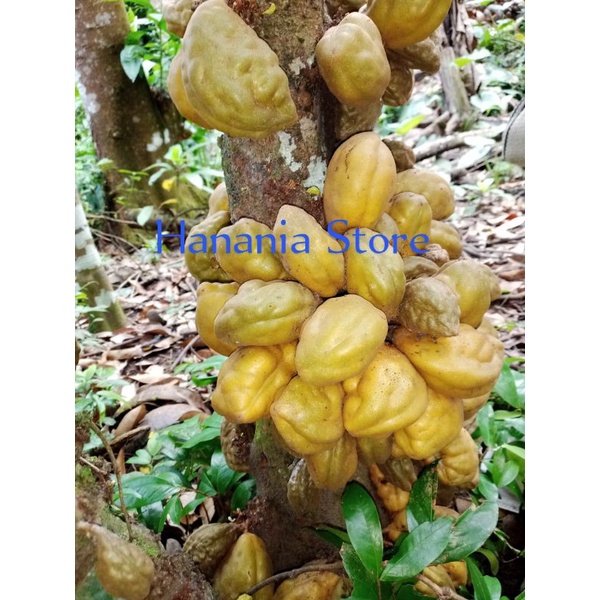 

buah nam nam (pukih) per 1 buah