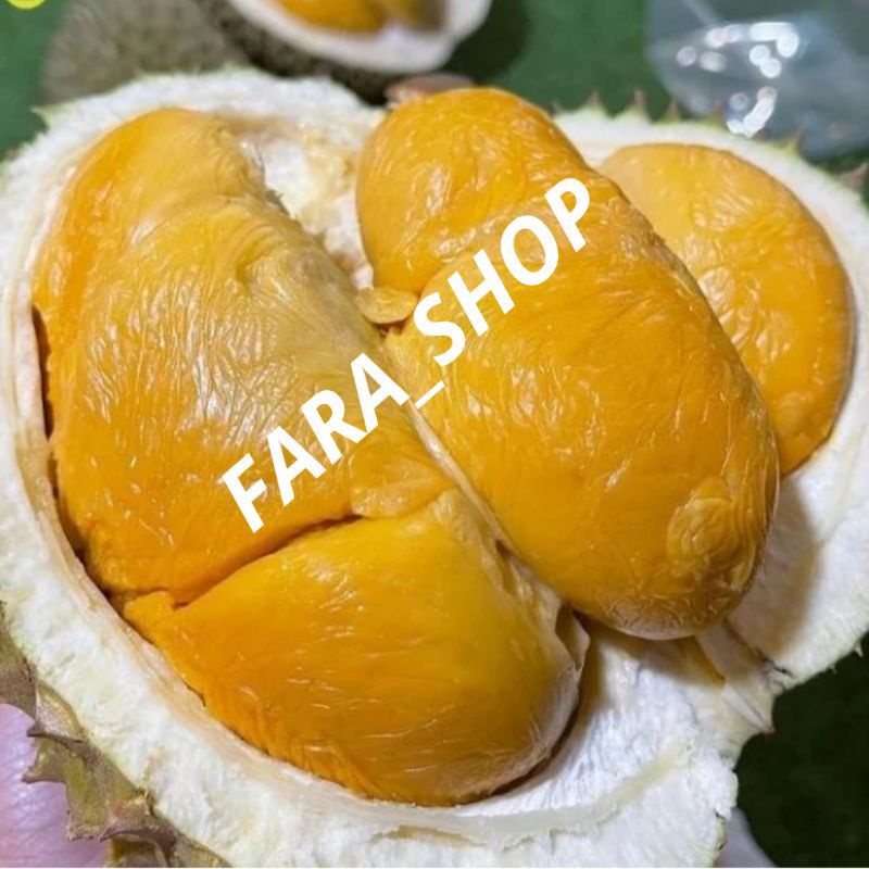 BIBIT TANAMAN BUAH DURIAN DURI HITAM // BIBIT DURIAN BLACK THORN
