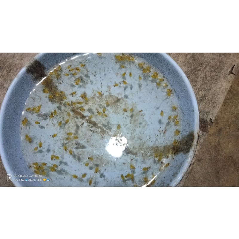 telur ikan gurame soang paket 2000ekor