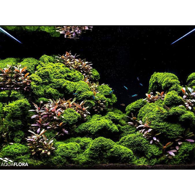 Best Seller Moss Ricardia Mini Pelia Clump Porsi Mika - Lumut Tanaman Aquascape Termurah