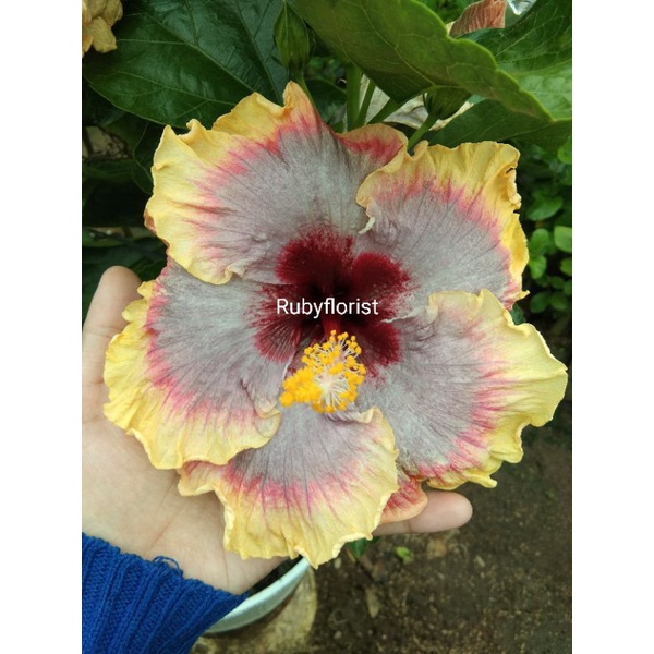 Tanaman Kembang Sepatu Hibiscus Rainbow tricolour import CAKRI KEMBANG paktanibunga