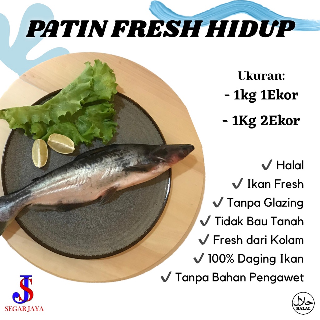 

Ikan Patin Hidup Segar Fresh dari Kolam