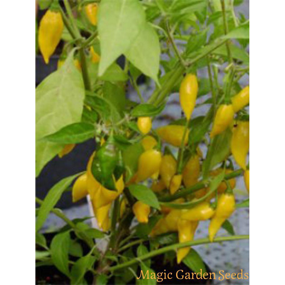 Benih-Bibit Cabe Super Pedas Habanero Lemon (Haira Seed)