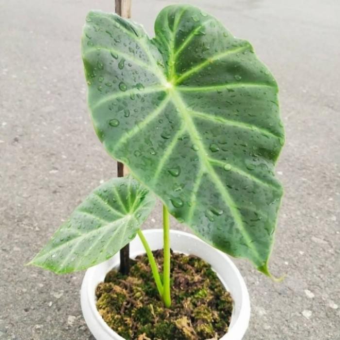 Tanaman Hias Vivipara