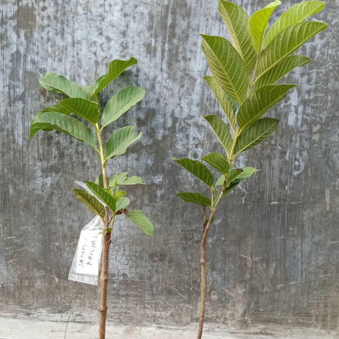 Bibit jambu kristal merah tanpa biji