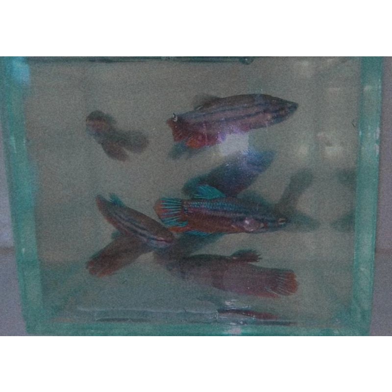 

Ikan cupang aduan fresh dari alam siap adu