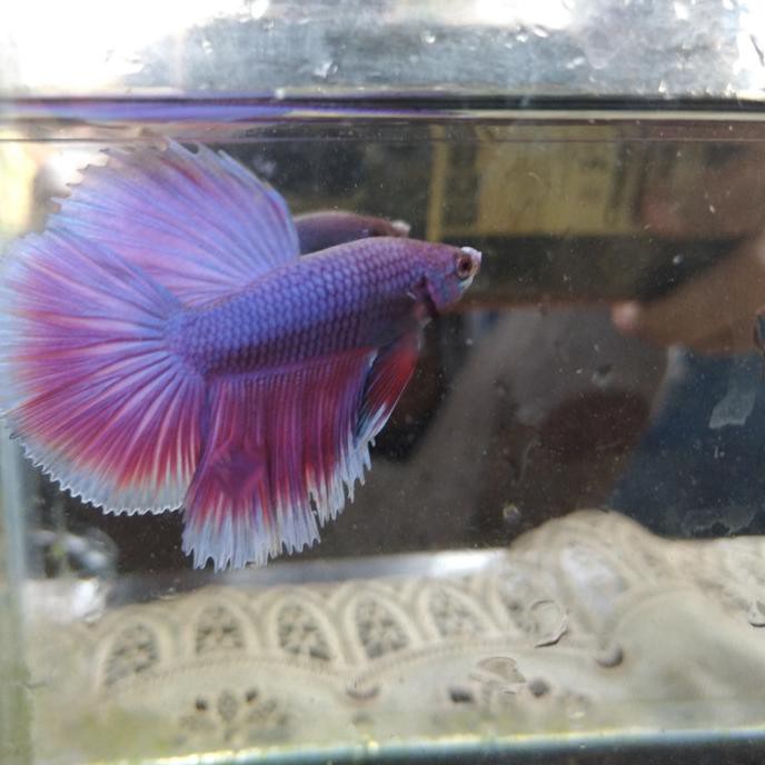 Terlaris Ikan Cupang Big Ear Lavender Halfmoon