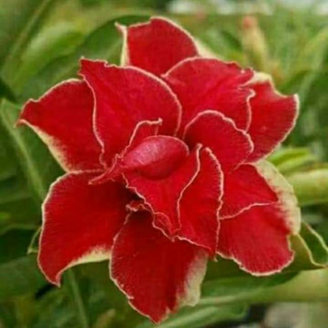 Bibit Adenium tumpuk