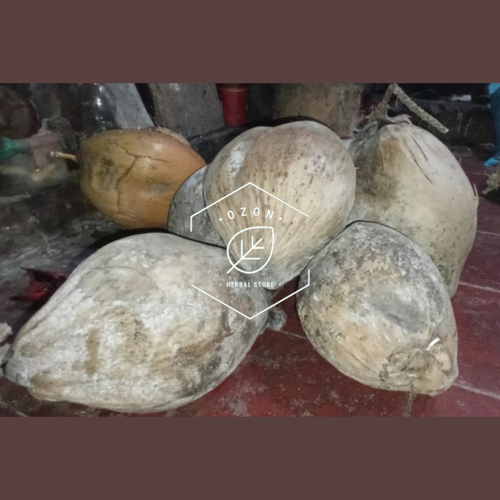 

Buah Kelapa Kering Kecil Berat Maks 1kg
