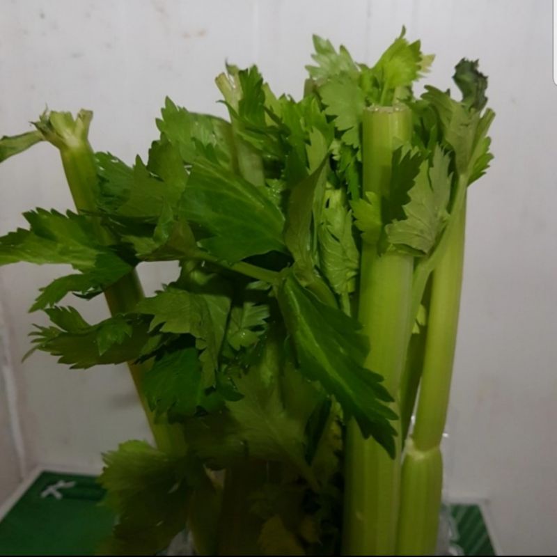 

SELEDRI. SELEDERI SAYUR HIJAU. FRESH SEGAR. SAYURAN