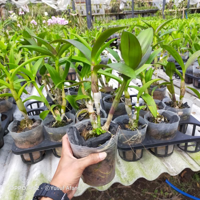 anggrek dendrobium caesar red dewasa