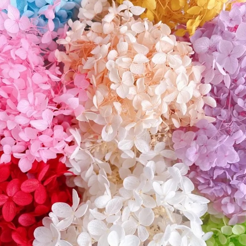 Hydrangea preserved flower | Bunga hortensia kering | Bunga kering