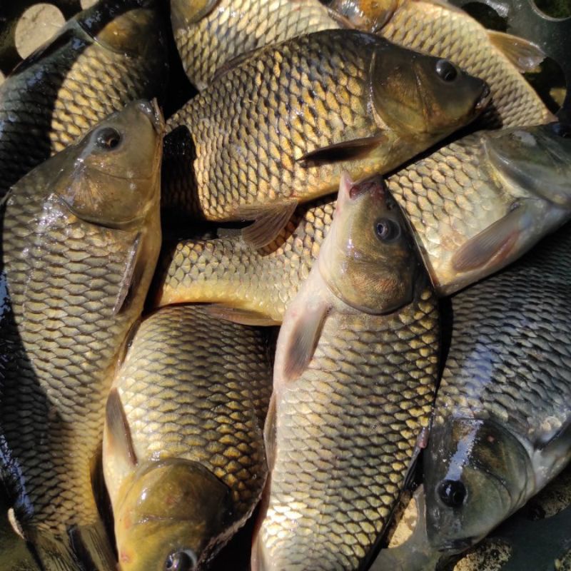 

Ikan Mas Subang Segar Hidup Bandung Area 1Kg